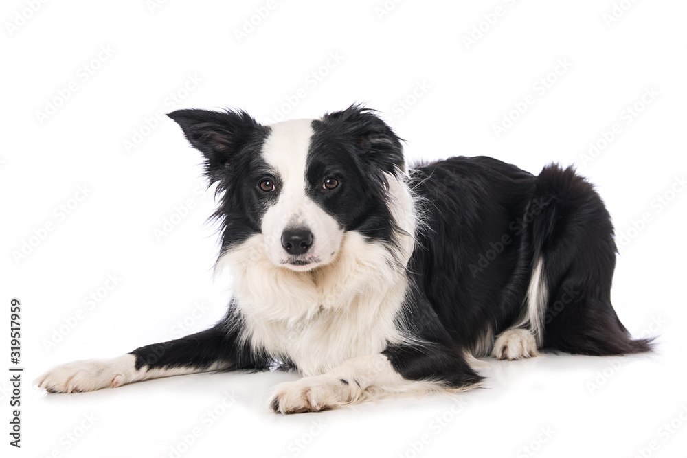 Border collie dog isolated on white background