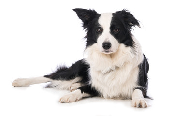 Border collie dog isolated on white background