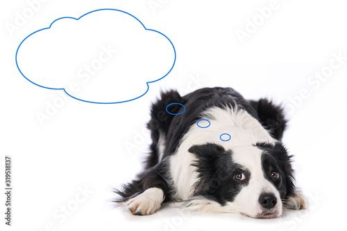 Cuadro en lienzo Young border collie dog with though bubble isolated on white background