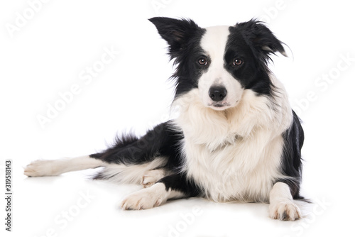 Border collie dog isolated on white background