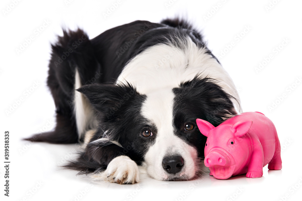 Young border collie dog lying with a toy isolated on white background