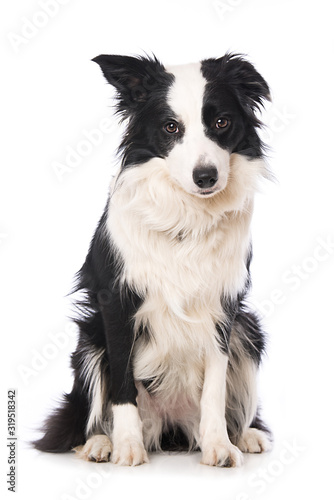 Border collie dog isolated on white background © DoraZett