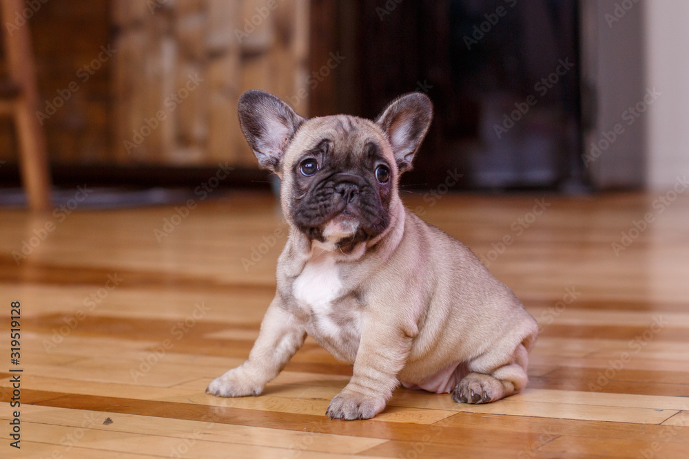 French bulldog puppy sitting on the floor at home