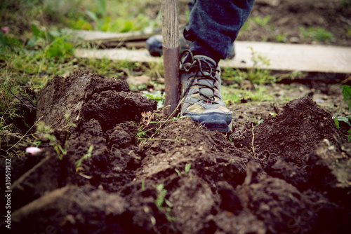 Man digging up vegetables on a garden, his legs and a spade in focus