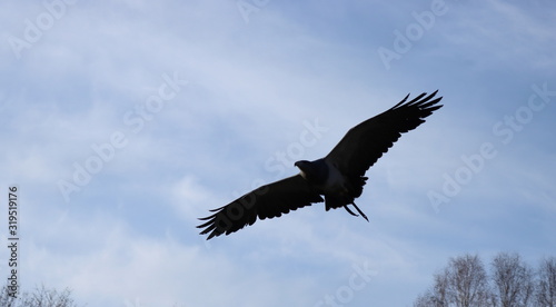 Adler Fliegen - © Petra Bonner
