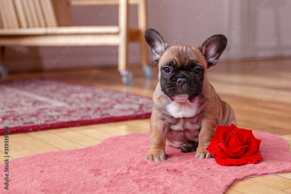 cute French bulldog puppy sitting on the floor at home