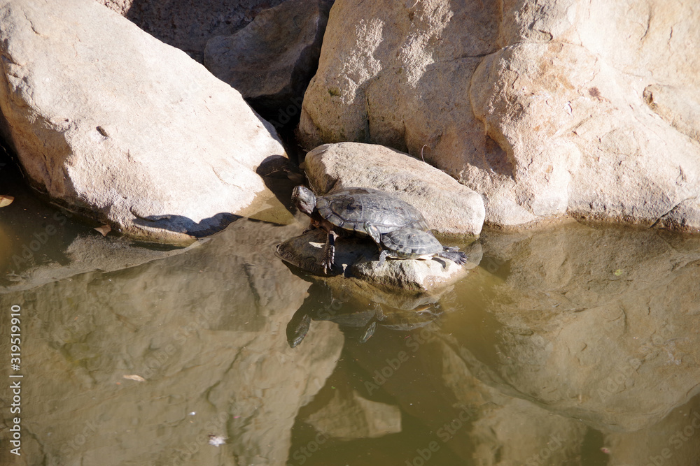 Black turtles on a rock in a pond with the water reflecting the boulders around