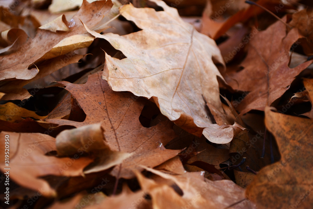 Close up of a brown foliage carpet. Autumnal season.