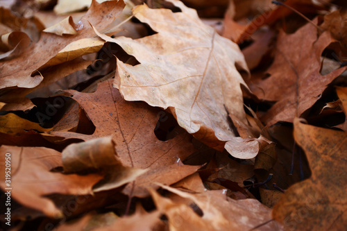 Close up of a brown foliage carpet. Autumnal season.