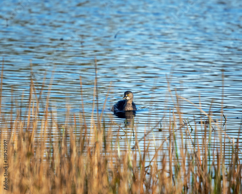 Least Grebe in the pond and the reeds along the nature trail in Pearland!