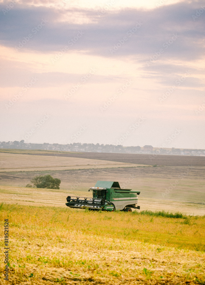 Fototapeta premium The harvester harvests from the field