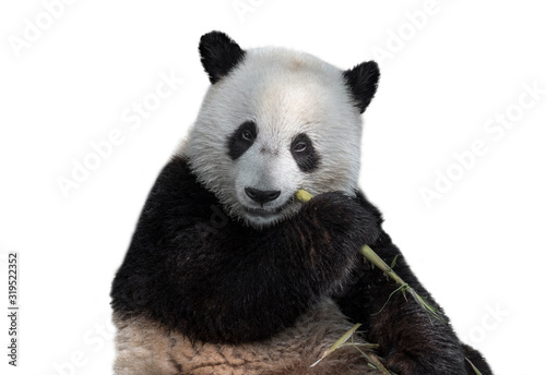 Young two-year old giant panda (Ailuropoda melanoleuca) cub eating bamboo stalk against white background