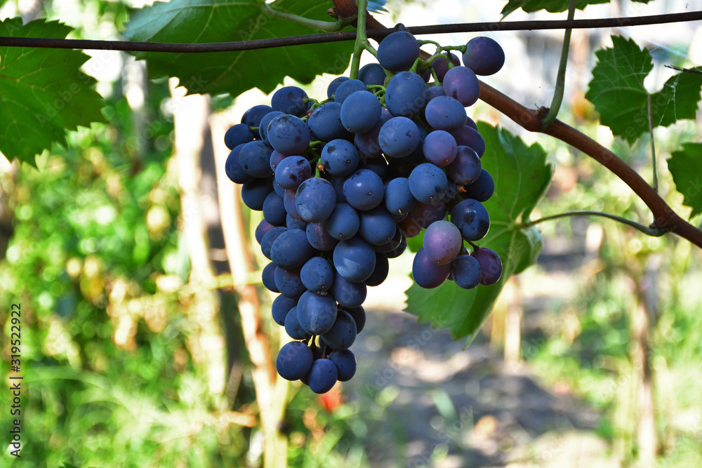 Bunche of red grape with green leaves on summer vine . The winegrowers grapes on a vine. Red wine. Season of grapes. Close-up of a branch of a mature grapes
