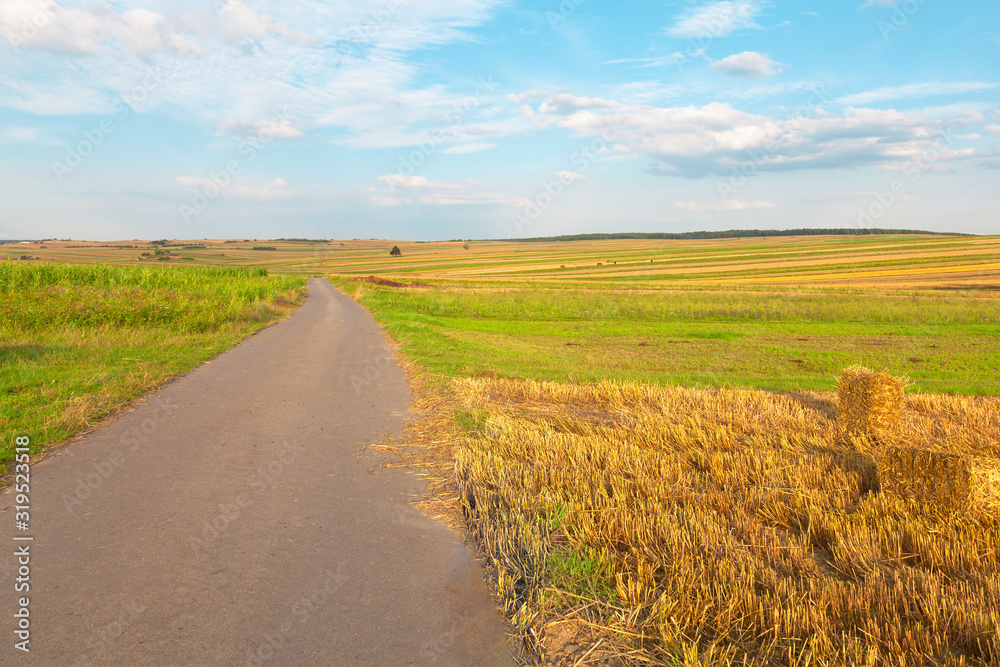Fototapeta premium Road in the fields.