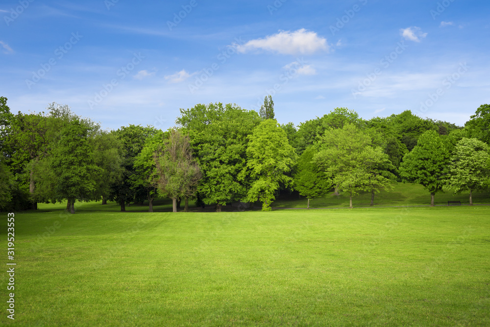 Trees on the meadow. Trees on the meadow.