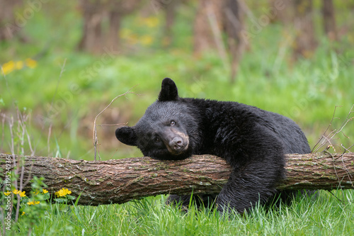 black bear hugging tree photo