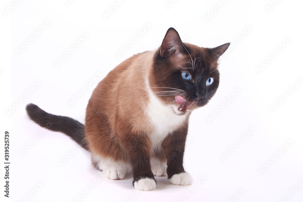 Snowshoe cat sitting and licking his tongue, isolated on white background