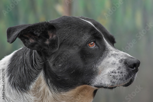 closeup portrait sad homeless abandoned black and white dog in shelter