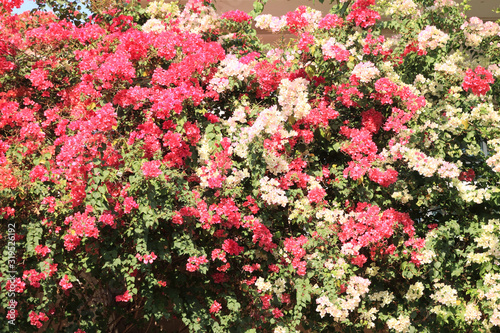 Blooming Bougainvillea flowers is beautiful. Bougainvillea flowers (Pink and White) for background.