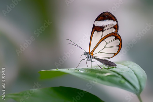 Beautiful Glasswing Butterfly (Greta oto) on a leaf with raindrops in a summer garden. In the amazone rainforest in South America. Presious Tropical butterfly.