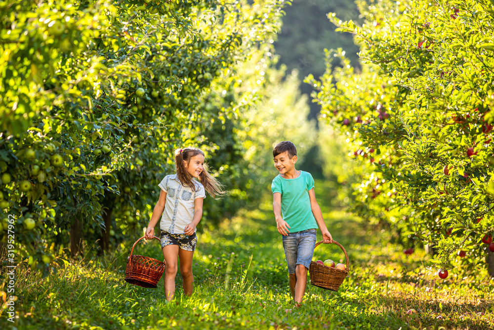 Friendly hard-working siblings on farm picking apples into wicker baskets. Friendly hard-working siblings on farm picking apples into wicker baskets.