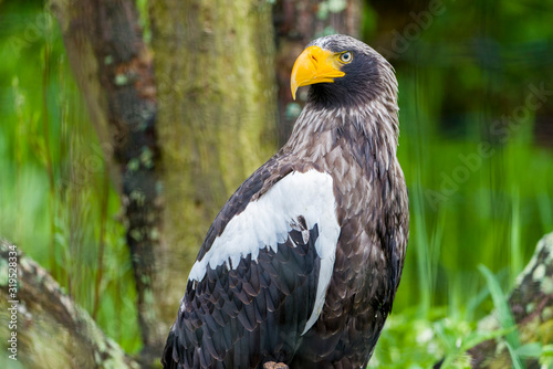 White tailed eagle  Haliaeetus albicilla . Seating and watching