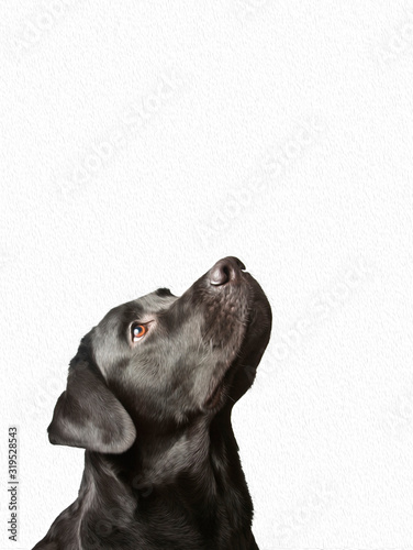  good purebred black dog looking up isolated on white background