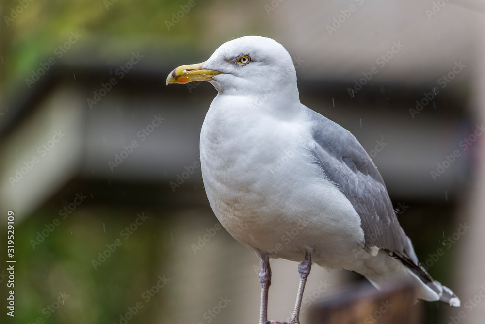 Close up of a Seagull sitting on fence. beautiful seagull with a beautiful sky and sea on the horizon Close up of a Seagull sitting on fence. beautiful seagull with a beautiful sky and sea on the horizon