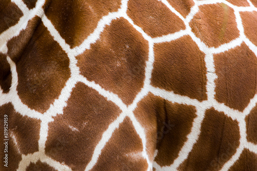 Canvas Print Real giraffe skin or background texture fur