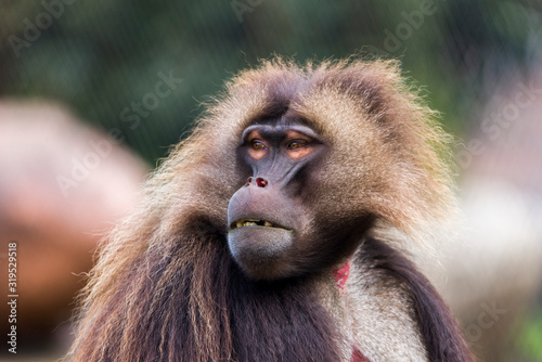 Male Gelada baboon, old world monkey