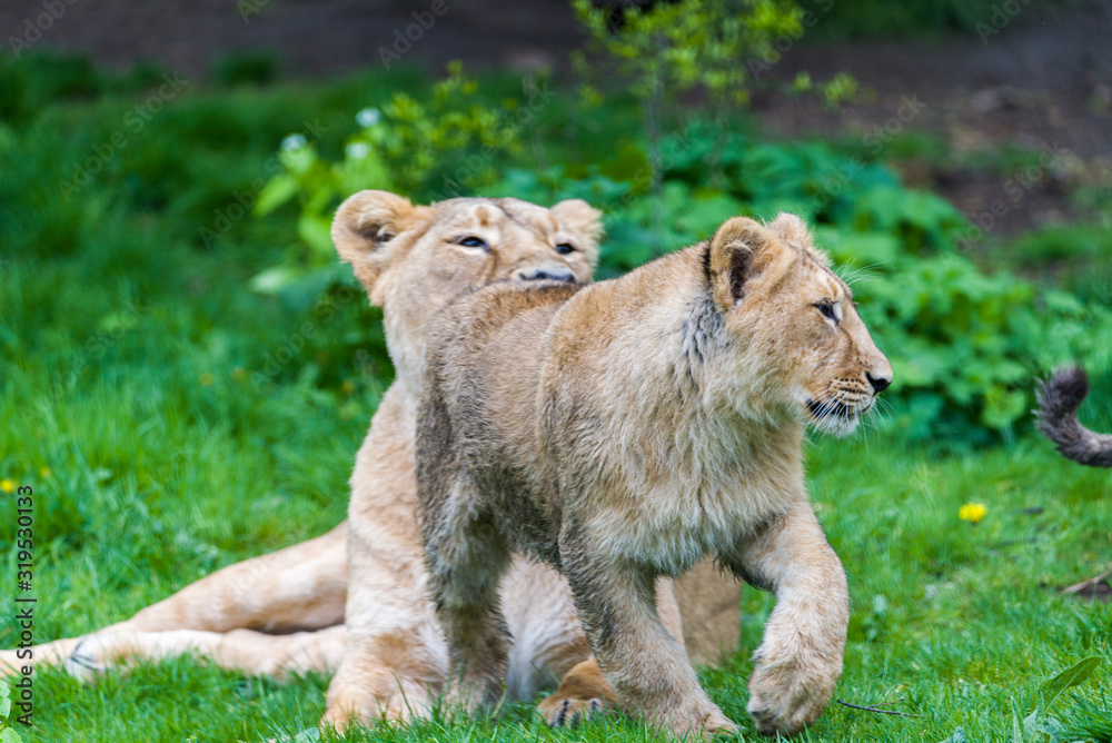 A small family of white lions indigenous to South Africa A small family of white lions indigenous to South Africa