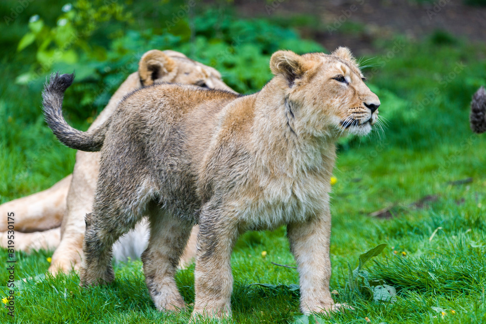 Obraz premium A small family of white lions indigenous to South Africa