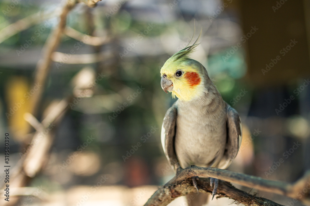 Fototapeta Parot in Miami Zoo Garden on stone at summer