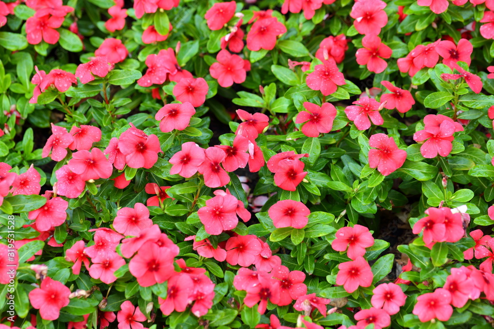 Closeup,vinca periwinkle pink flowers in the garden of King Rama IX park in Thailand Closeup,vinca periwinkle pink flowers in the garden of King Rama IX park in Thailand