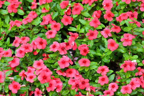 Closeup,vinca periwinkle pink flowers in the garden of King Rama IX park in Thailand