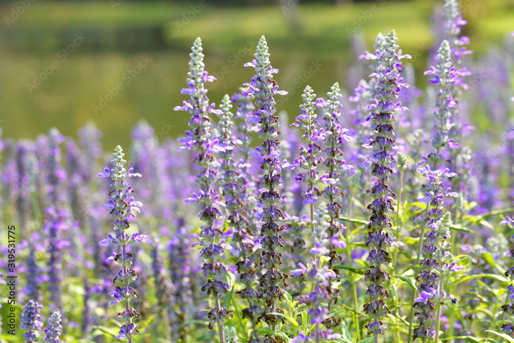 Fototapeta premium Closeup,Lavender flowers in the garden of King Rama IX park in Thailand