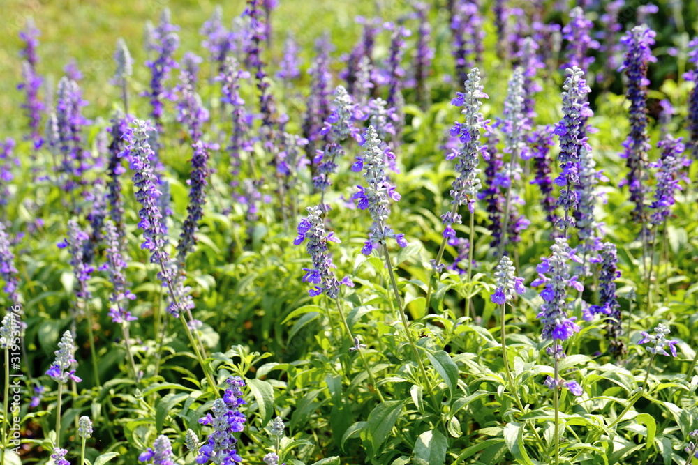 Naklejka premium Closeup,Lavender flowers in the garden of King Rama IX park in Thailand