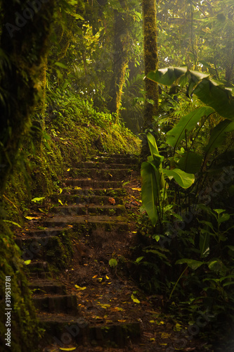 Fairy walk path in Monteverde Cloud Forest