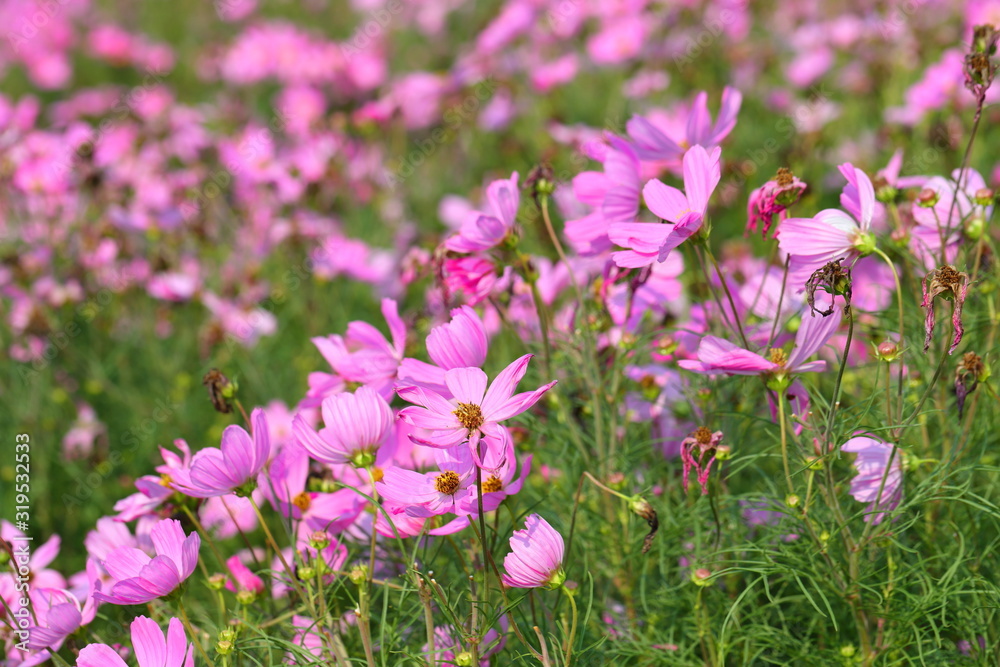 Closeup,Garden Cosmos flower in the garden of King Rama IX park in Thailand Closeup,Garden Cosmos flower in the garden of King Rama IX park in Thailand