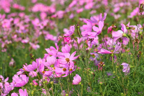 Closeup Garden Cosmos flower in the garden of King Rama IX park in Thailand