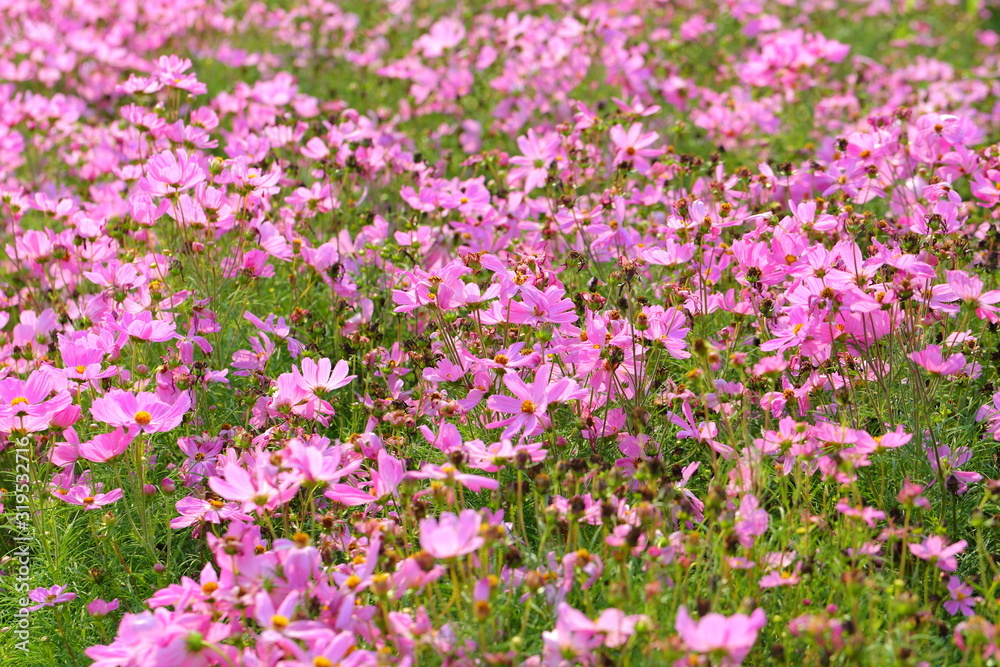 Closeup,Garden Cosmos flower in the garden of King Rama IX park in Thailand