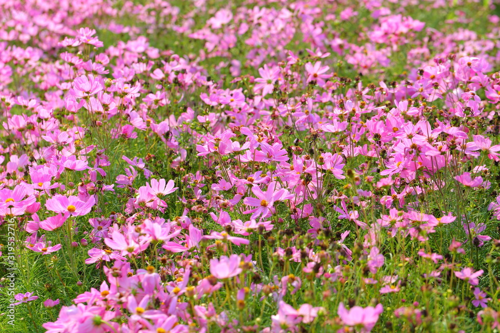 Closeup,Garden Cosmos flower in the garden of King Rama IX park in Thailand Closeup,Garden Cosmos flower in the garden of King Rama IX park in Thailand