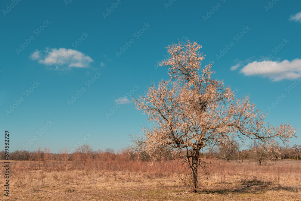 One tree in a field with copy space One tree in a field with copy space