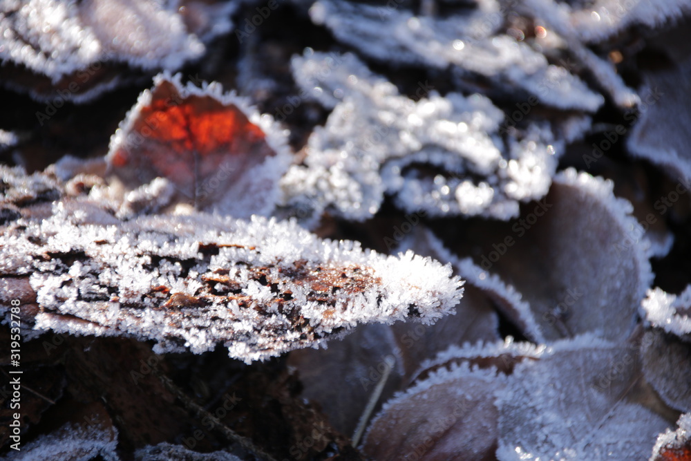 Frost Frost