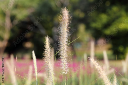 Closeup, Grass flowers in the garden of King Rama IX park in Thailand