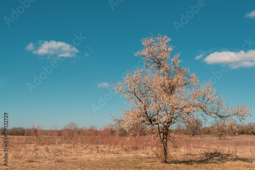 One tree in a field with copy space 