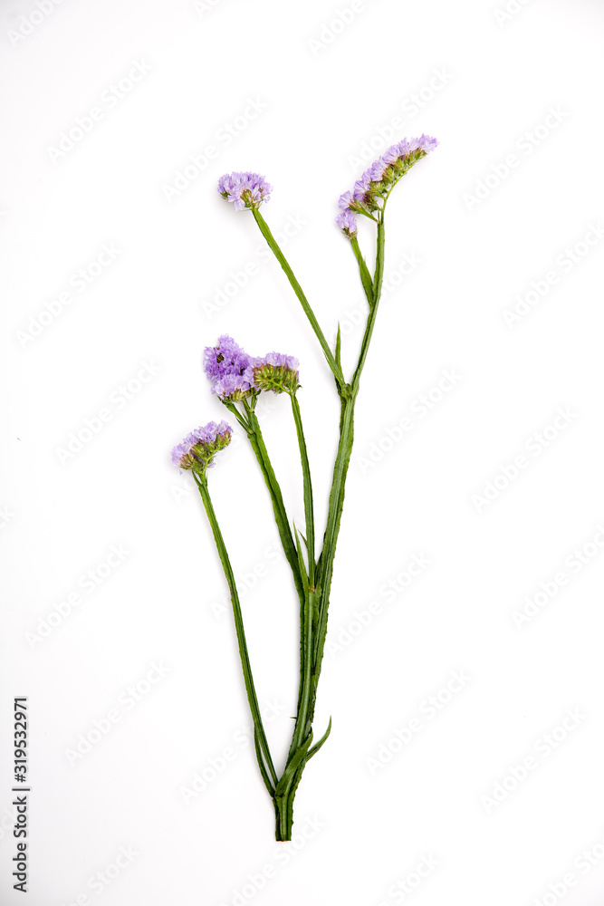 Fototapeta premium Limonium sinuatum Crystal Dark Blue. kolorowy bukiet świeżych kwiatów statice na białym tle