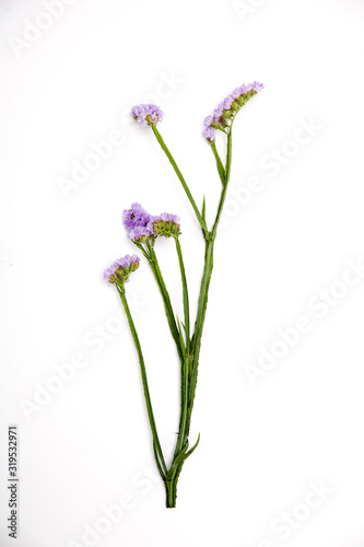 Limonium sinuatum Crystal Dark Blue. colorful fresh statice flower bouquet on the white background