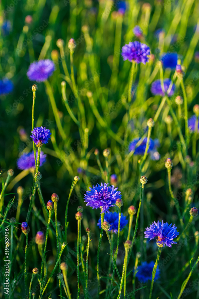 Cornflower field, meadow in a warm sunny day, close up of beautiful blue flowers and buds Cornflower field, meadow in a warm sunny day, close up of beautiful blue flowers and buds