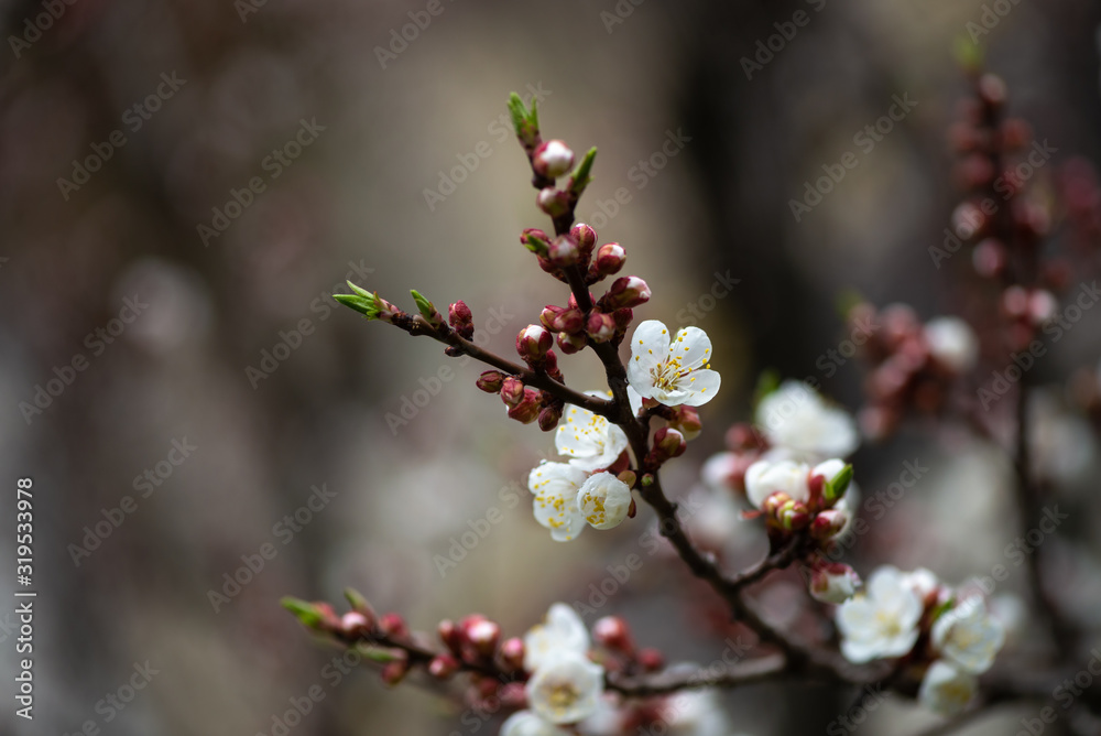 Nice white apricot spring flowers branch on blue sky background Nice white apricot spring flowers branch on blue sky background